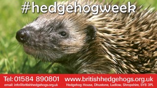Hedgehog Awareness Week – Introducing Thornback